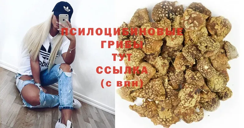 магазин продажи   Семилуки  Псилоцибиновые грибы GOLDEN TEACHER 